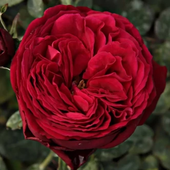 Rosa 'Rhea' - rózsaszín - teahibrid rózsa