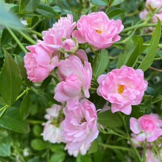 Rosa 'The Fairy' - rózsaszín - talajtakaró rózsa