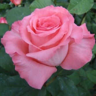 Rosa 'Bel Ange®' - rózsaszín - teahibrid rózsa