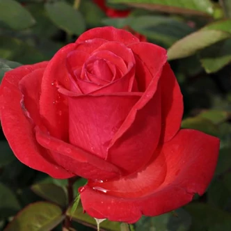Rosa 'Señora de Bornas™' - vörös - teahibrid rózsa