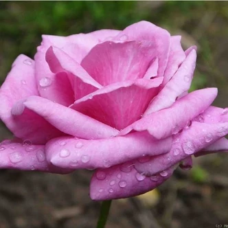 Rosa 'Eminence' - lila - teahibrid virágú - magastörzsű rózsafa