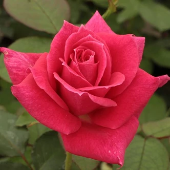 Rosa 'Sasad' - rózsaszín - teahibrid rózsa