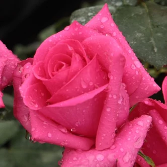 Rosa 'Lancôme' - rózsaszín - teahibrid rózsa