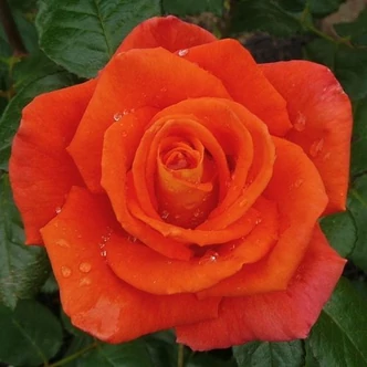 Rosa 'Monica®' - narancssárga - teahibrid virágú - magastörzsű rózsafa