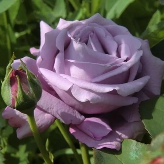 Rosa 'Blue Monday'® (syn.: 'Blue Moon', 'Mainzer Fastnacht', 'Mainzer Rad', 'Navo-Rose', 'Sissi', 'TANnacht') - Teahibrid magastörzsű rózsafa (lila)