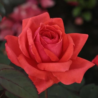 Rosa 'Resolut®' - vörös - virágágyi floribunda rózsa