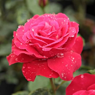 Rosa 'Zebrina™' - vörös - climber, futó rózsa