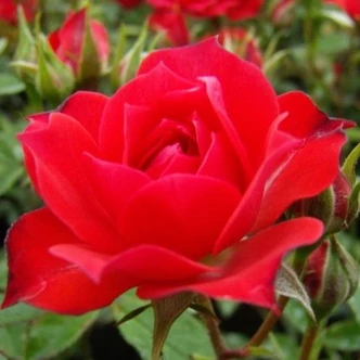 Rosa 'Detroit™' - vörös - törpe - mini rózsa Rosa 'Detroit™' - vörös - törpe - mini rózsa
