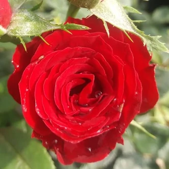 Rosa 'Festival®' - vörös - törpe - mini rózsa Rosa 'Festival®' - vörös - törpe - mini rózsa