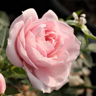 Rosa 'Blush Parade®' - rózsaszín - törpe - mini rózsa Rosa 'Blush Parade®' - rózsaszín - törpe - mini rózsa