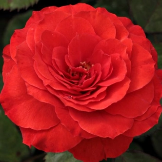 Rosa 'Borsod' - vörös - virágágyi floribunda rózsa