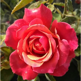 Rosa 'Copper Lights™' - rózsaszín - teahibrid rózsa