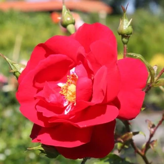 Rosa 'Tradition 95 ®' - vörös - climber, futó rózsa