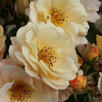 Rosa 'Pas de Deux' - sárga - climber, futó rózsa
