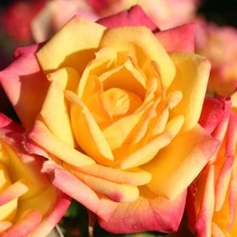 Rosa 'Little Sunset ®' - sárga - piros - törpe - mini rózsa Rosa 'Little Sunset ®' - sárga - piros - törpe - mini rózsa