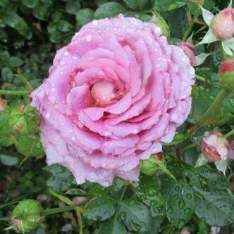 Rosa 'Mamiethalène' - rózsaszín - virágágyi floribunda rózsa