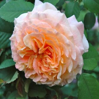 Rosa 'Jef l'Artiste' - sárga - nosztalgia rózsa