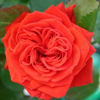 Rosa 'Chica Flower Circus®' - vörös - törpe - mini rózsa Rosa 'Chica Flower Circus®' - vörös - törpe - mini rózsa