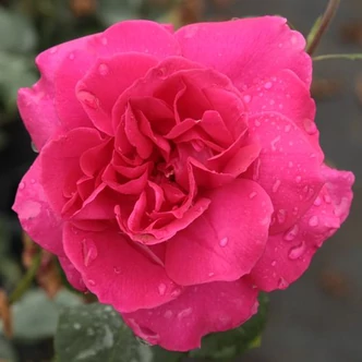 Rosa 'General MacArthur™' - rózsaszín - teahibrid rózsa