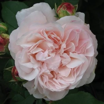 Rosa 'Gruss an Aachen™' - rózsaszín - virágágyi grandiflora - floribunda rózsa