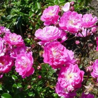 Rosa 'Kodály Zoltán' - rózsaszín - virágágyi polianta rózsa