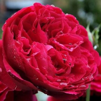 Rosa 'Leonard Dudley Braithwaite' - vörös - angol rózsa