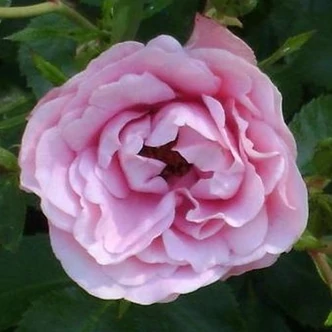 Rosa 'Nagyhagymás' - rózsaszín - virágágyi floribunda rózsa