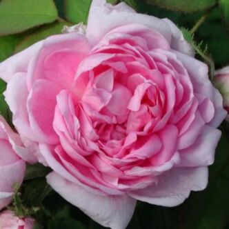 Rosa 'Marie de Blois' - rózsaszín - történelmi - moha rózsa