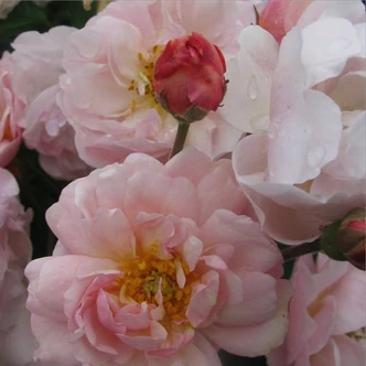 Rosa 'Cornelia' - rózsaszín - parkrózsa