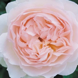 Rosa 'Ausreef' - rózsaszín - angol rózsa