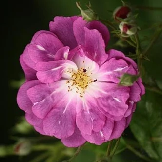 Rosa 'Purple Skyliner™' - lila - climber, futó rózsa Rosa 'Purple Skyliner™' - lila - climber, futó rózsa