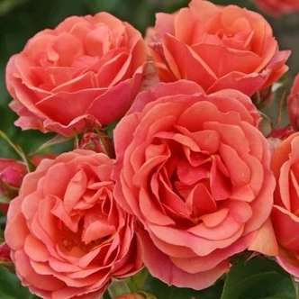 Rosa 'Mandarin ®' - vörös - törpe - mini rózsa Rosa 'Mandarin ®' - vörös - törpe - mini rózsa