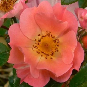 Rosa 'Coco ®' - rózsaszín - törpe - mini rózsa Rosa 'Coco ®' - rózsaszín - törpe - mini rózsa