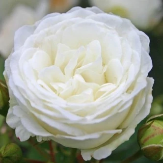 Rosa 'Schneeküsschen ®' - fehér - törpe - mini rózsa Rosa 'Schneeküsschen ®' - fehér - törpe - mini rózsa