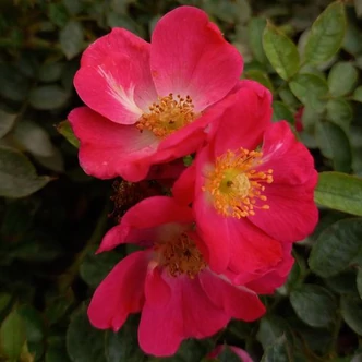 Rosa 'Bay™' - rózsaszín - törpe - mini rózsa Rosa 'Bay™' - rózsaszín - törpe - mini rózsa