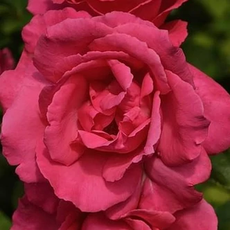 Rosa 'Mullard Jubilee™' - rózsaszín - teahibrid rózsa