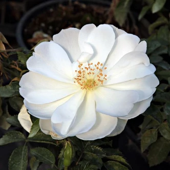 Rosa 'White Flower Carpet' - fehér - talajtakaró rózsa