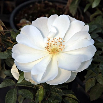 Rosa 'White Flower Carpet' - fehér - talajtakaró rózsa