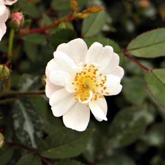 Rosa 'Talas' - rózsaszín - fehér - törpe - mini rózsa Rosa 'Talas' - rózsaszín - fehér - törpe - mini rózsa