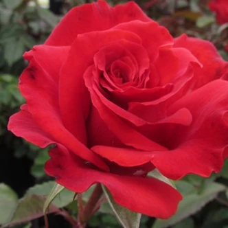 Rosa 'Best Dad™' - vörös - teahibrid rózsa