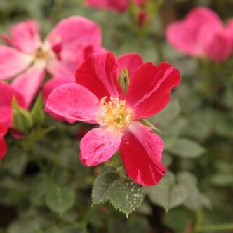 Rosa 'Ruby™' - -- - virágágyi polianta rózsa