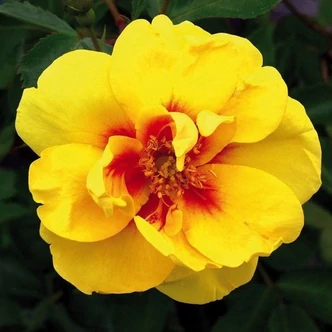 Rosa 'Eyeconic®' - sárga - vörös - climber, futó rózsa