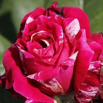 Rosa 'Barroma®' - rózsaszín - fehér - teahibrid rózsa