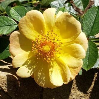 Rosa 'Sunshine Happy Trails®' - sárga - talajtakaró rózsa