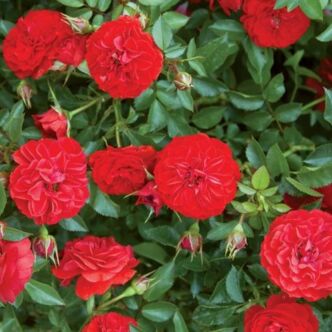 Rosa 'Big Bang®' - vörös - virágágyi polianta rózsa