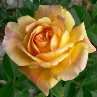 Rosa 'Michka ®' - sárga - climber, futó rózsa
