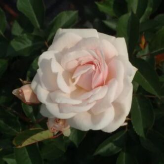 Rosa 'Marie Pavié' - fehér - virágágyi polianta rózsa