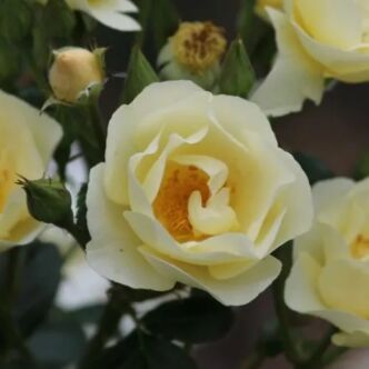 Rosa 'Amourin' - sárga - parkrózsa