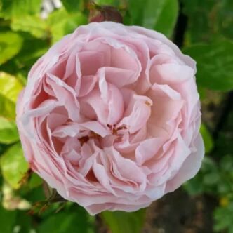 Rosa 'New Dreams' - rózsaszín - parkrózsa