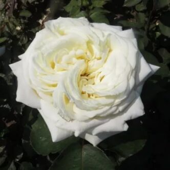 Rosa 'Andreas Khol' - fehér - teahibrid rózsa